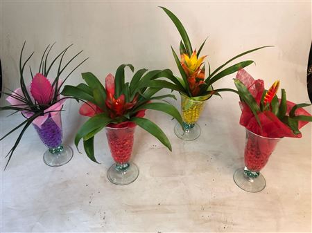 Bromelia In Ice Coupe