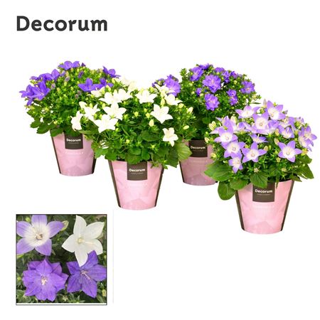 Campanula Iso Mix (decorum)