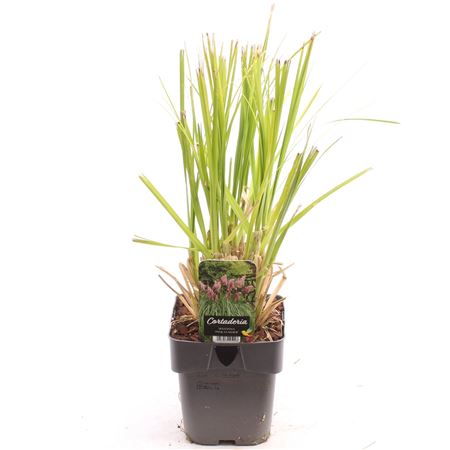 Cortaderia Sell Pink Feather