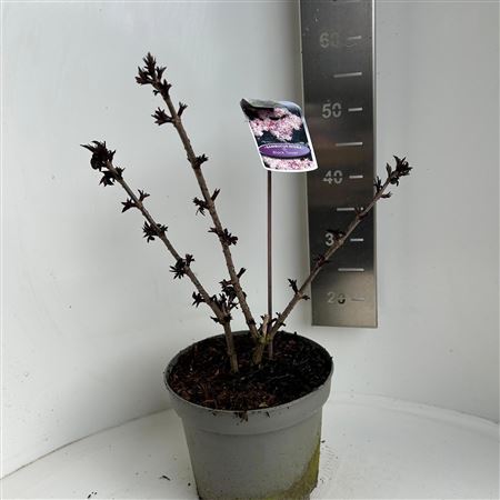 Sambucus Nigra Black Tower