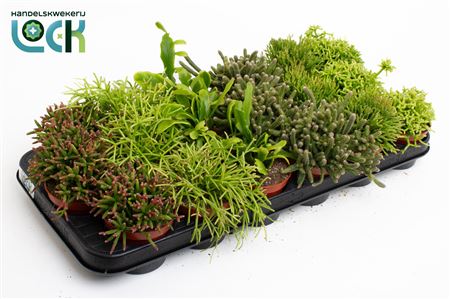 Rhipsalis Mix