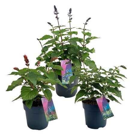 Salvia Salgoon Mix