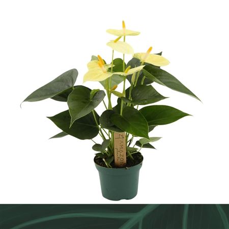 Anth An Vanilla 3+ (amazone)
