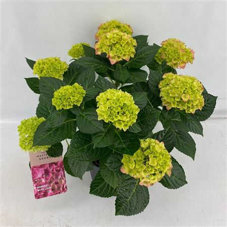 Hydrangea Ma Hi Meadow Pink 7+