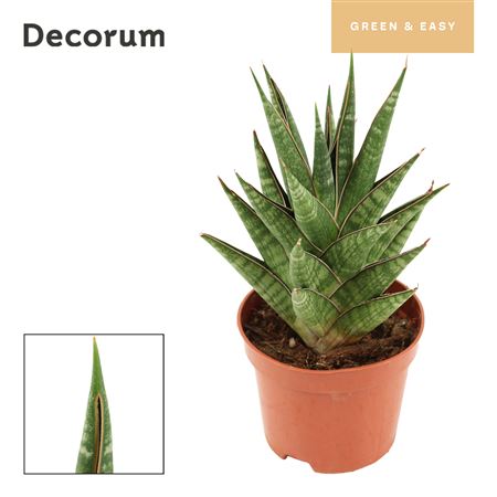 Sansevieria Prickles Crown