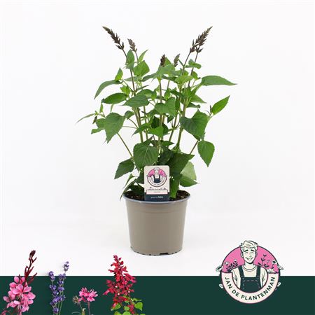Salvia Guarantica Dark Blue