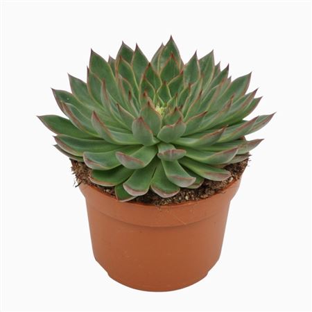 Echeveria Sagita