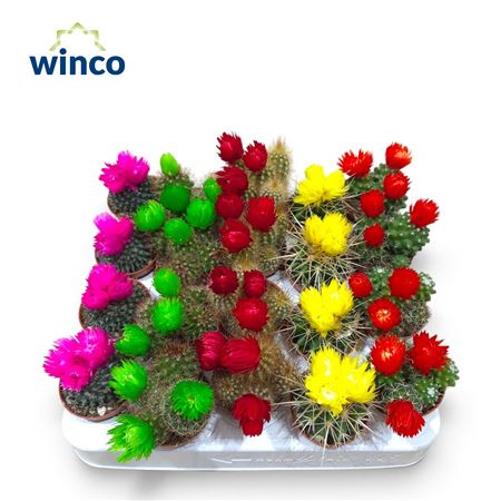 Cactus Dried Flower