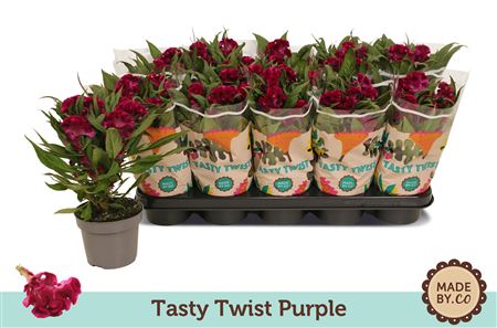 Celosia Tasty Twist Purple