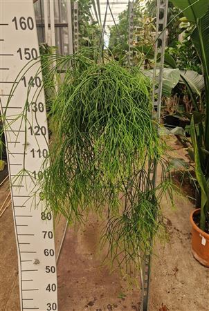 Rhipsalis Baccifera Oasis Hang