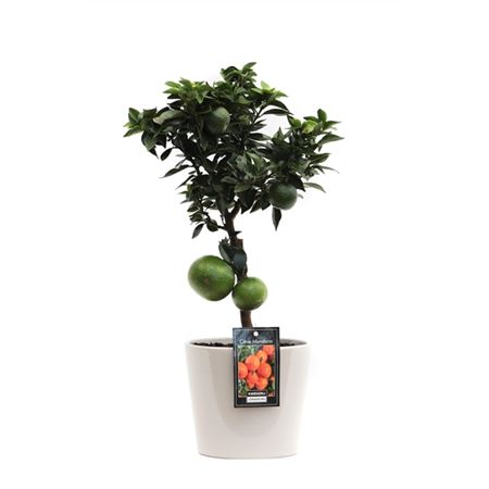 Citrus Mandarin In Ceramic Roma Grey
