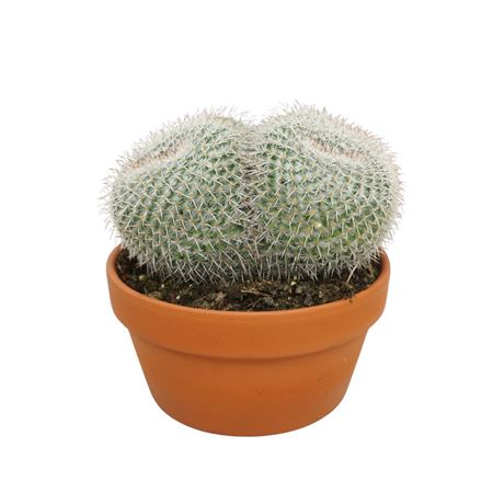 Mammillaria Parkensonii 20 Cm