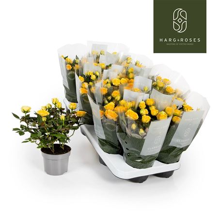 Rosa Kordana Limbo Yellow