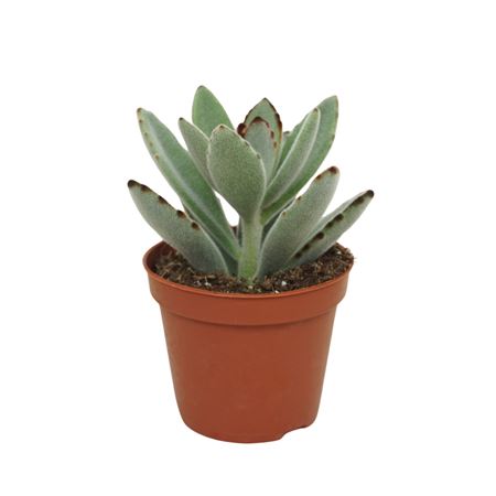 Kalanchoe Tomatosa