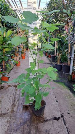 Sparrmannia Africana