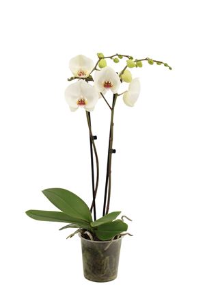 Phal 2st Polar Bear 16+ (vg Orcids)