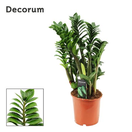 Zamioculcas Zenzi 4+