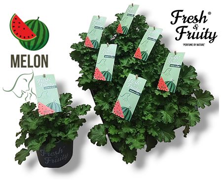 Pelargonium Frag Melon Fresh (fresh&fruity)