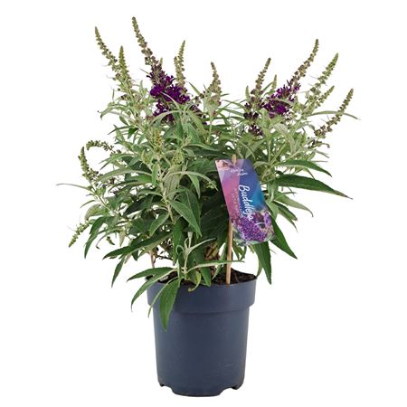 Buddleja Candy Little Purple