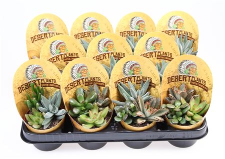 Potcover Desert Plants Succulent Trio