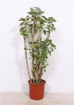 Polyscias Balfouriana
