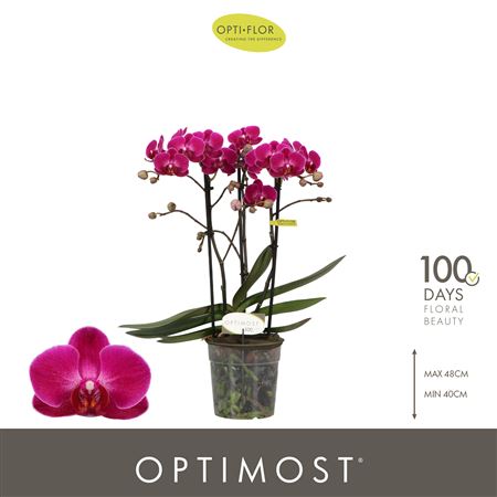 Phal 3st Morelia