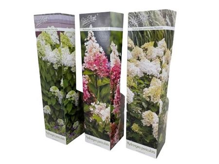 Hydrangea Paniculata Mix