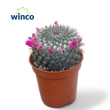 Mammillaria Hahniana (flowering)