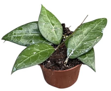 Hoya Verticillata Lampung