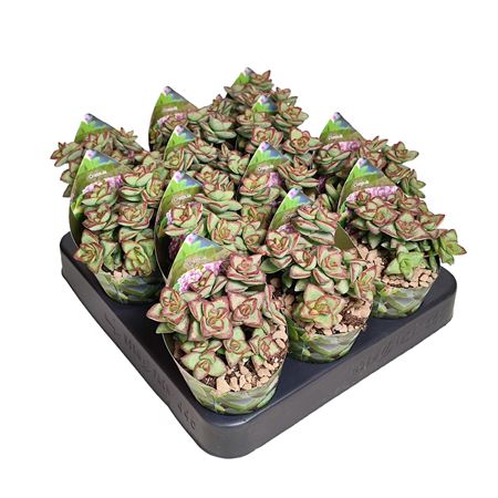 Crassula Brevifolia Potcover