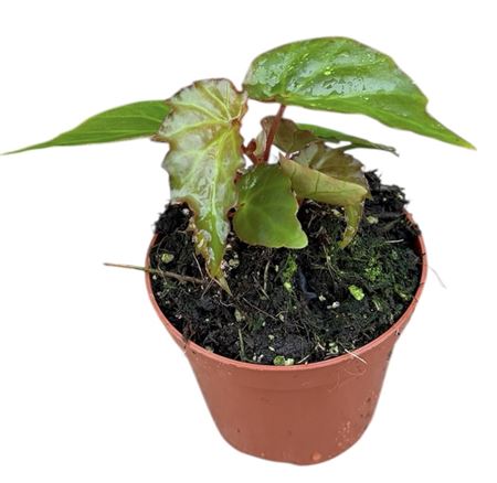 Begonia Borneensis