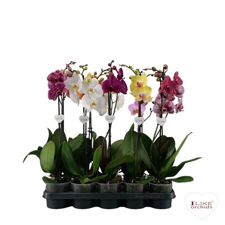 Phal 1st Zwarte Mutanten (levo)