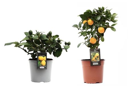 Citrus Mix (2 Sorts)