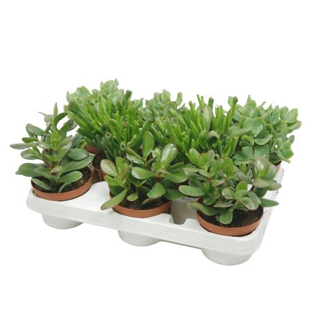 Crassula Mix 10,5 Cm In 8 Gaats Tray