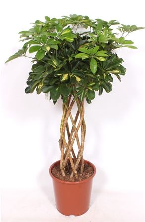 Schefflera Gold Capella