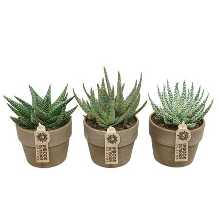 Aloe Haworthia Mix Grey Cover