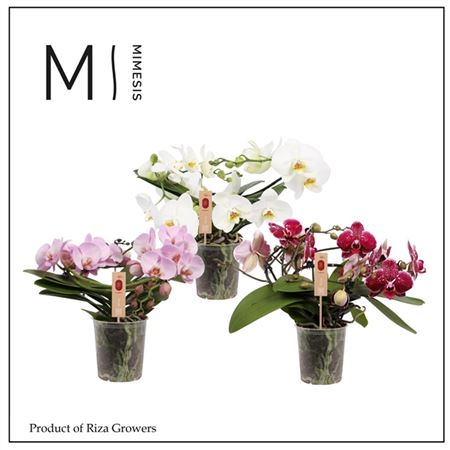 Phal Muse Mix 25+ (orchid Growers)
