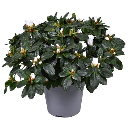 Azalea Vogel White