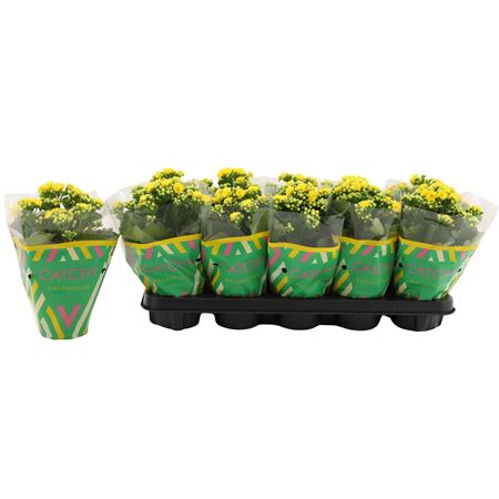 Kal Cal Double Yellow