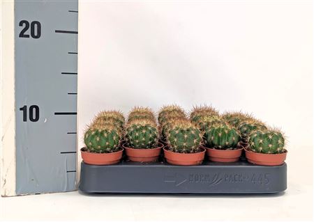 Echinopsis Kermesina 5,5 Cm
