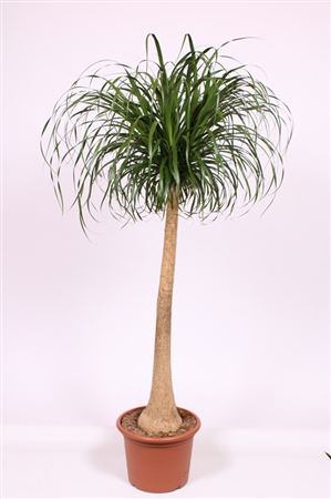 Beaucarnea Recurvata