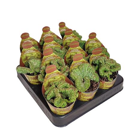Euphorbia Horrida Crestata Potcover