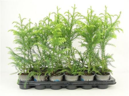 Cryptomeria Jap Sekkan