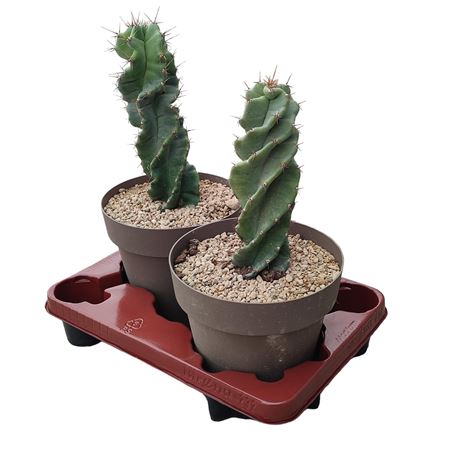 Cereus Forbesii Spiralis