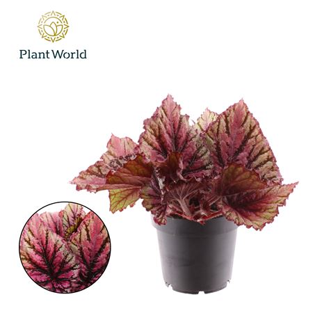Begonia Rex Lambada