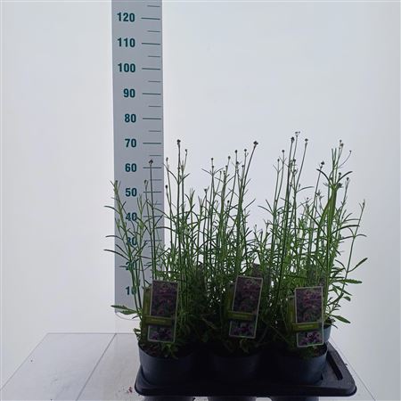 Verbena Bonariensis