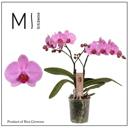 Phal 2st Spirit Pink 16+ (mimesis)