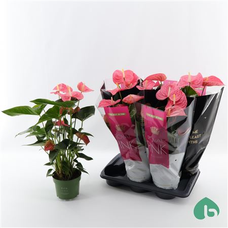 Anth An Royal Pink Maine 6+