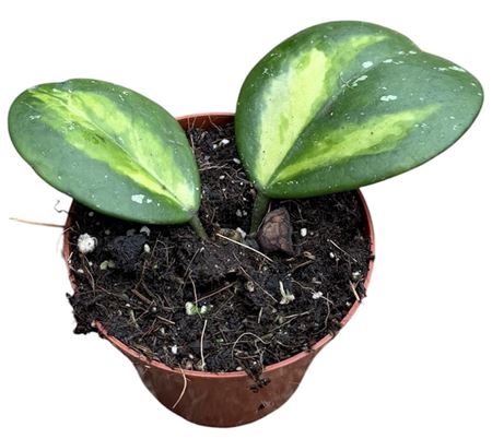 Hoya Obovata Variegated