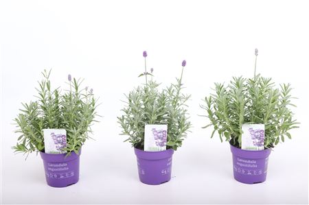 Lavandula An Du Verdon Blue